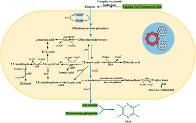 A Green Route for High-Yield Production of Tetramethylpyrazine From Non-Food Raw Materials